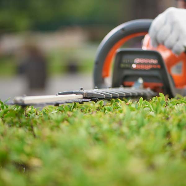 hedge trimming