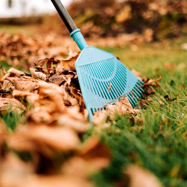 raking leaves